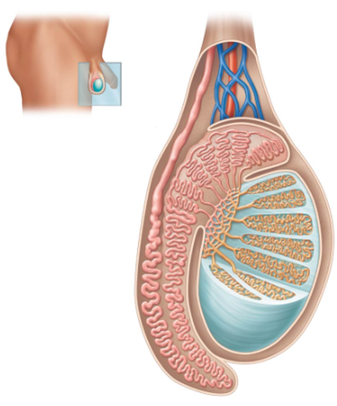<p><strong>Ovoid structures</strong> located outside of the abdominopelvic cavity in a saclike structure called the <strong>scrotum.</strong></p><ul><li><p>Contain <strong>numerous lobules </strong>that contain tightly coiled loops called seminiferous tubules</p></li><li><p>Innervated by the <strong>autonomic nervous system</strong>, but also contains a large number of <strong>pain and temperature receptors </strong></p></li><li><p>Functions Include</p><ul><li><p><strong>Sperm Production</strong></p></li><li><p><strong>Secretion of androgen hormones</strong>, primarily testosterone</p></li></ul></li></ul><p></p>