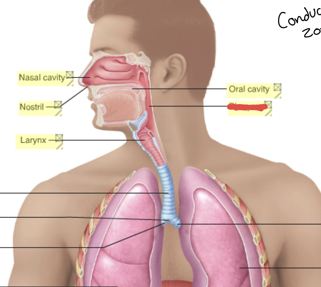 <p>Name this; throat </p>