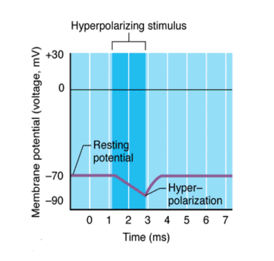 <p>Inside of the cell becomes more negative than its normal resting membrane potential; inhibitory event </p>