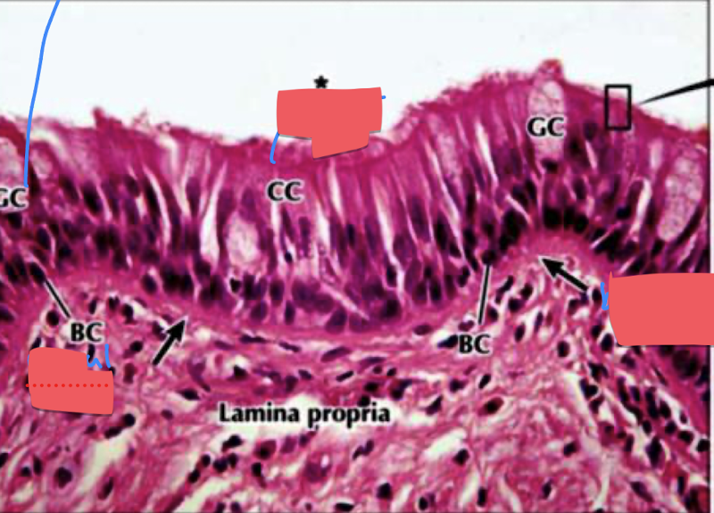 knowt flashcard image