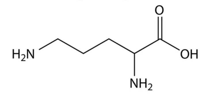 <ul><li><p>C₅H₁₂N₂O₂</p></li><li><p>Amino acid-like molecule</p></li><li><p>Accepts carbamoyl phosphate to form citrulline</p></li><li><p>Regenerated at the end of the cycle</p></li><li><p>Functions as a carrier molecule</p></li></ul><p></p>