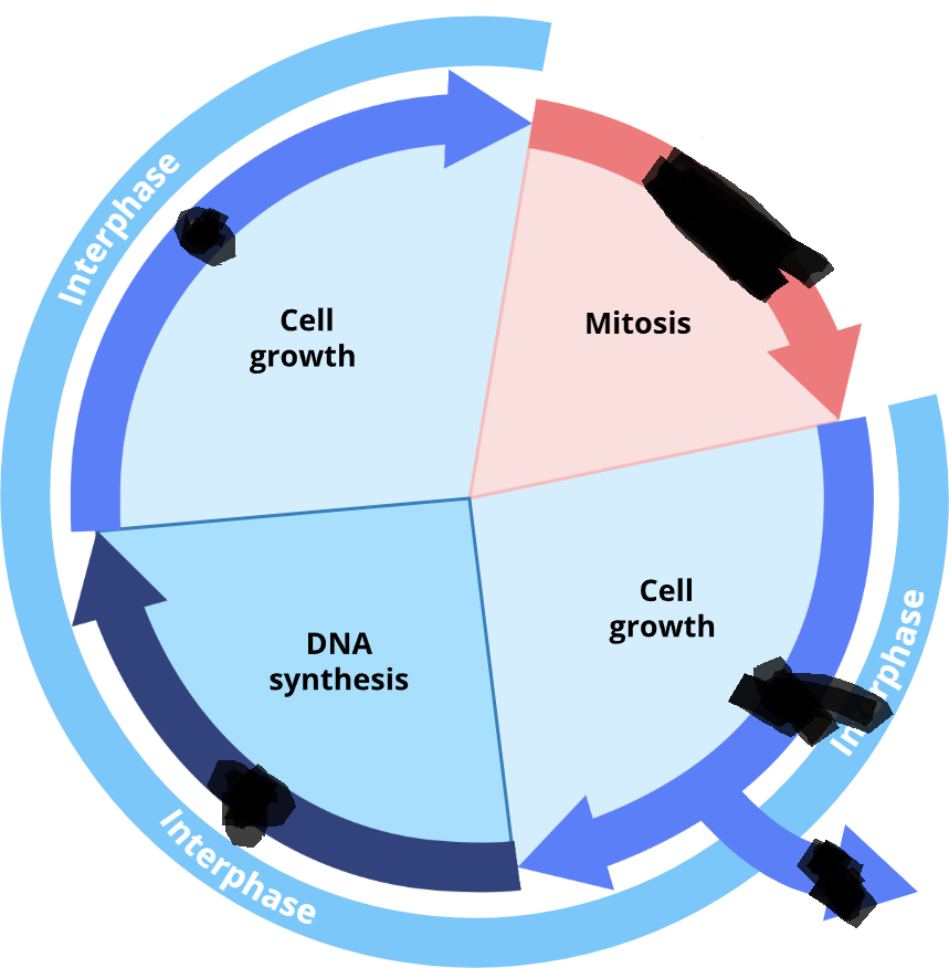 <p>The cell cycle has <u>four main phases.</u></p><p><strong>G<sub>1</sub></strong>: During the&nbsp;G<sub>1</sub>, or "first gap" phase, the cell ……., meaning that organelles are replicated and the cell increases in volume.</p><p>….. and …… occur at high rates during this phase. G<sub>1</sub> is also when the cell receives signals that tell it either to keep ….. and dividing or to stop dividing. If the signals indicate that the<strong> cell should stop growth,</strong> the cell enters a long-term and non-dividing state called…..</p><p>For example, as a human embryo grows and eventually reaches adult size, more and more cells change structure, become specialized for their long-term function, and enter the…. phase. Your muscle cells and …. cells are classic examples of cells that are in…. and <strong>do not divide.</strong></p><p><strong>S</strong>: If cells in …. receive signals for continued growth, the cycle continues. Specifically, they enter&nbsp;S phase and …. their chromosomes, meaning that they synthesize DNA. (The S in S phase stands for "…….")</p><p><strong>G<sub>2</sub></strong>: Once the chromosomes are replicated, the cell continues to grow during G<sub>2</sub>, or "second gap" phase. A series of events in&nbsp;G<sub>2</sub> lay the groundwork for mitosis and cell division.</p><p><strong>M</strong>: The M phase, where M stands for ….., begins when the machinery that is required to …… chromosomes and begin moving them into position assembles. M phase ends when cell ….. results in two daughter cells. Both daughters then enter …..</p><p></p><p><span><strong>which phases are included in interphase? Select all that apply.</strong></span></p><ul><li><p><br></p></li></ul><p></p>