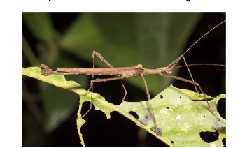 <p>Avoiding detection by BLENDING into environments; reduce visibility </p>