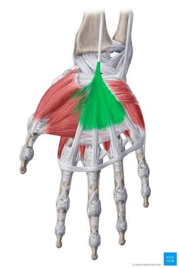 <p>What tendons travel through the palmar aponeurosis?</p>