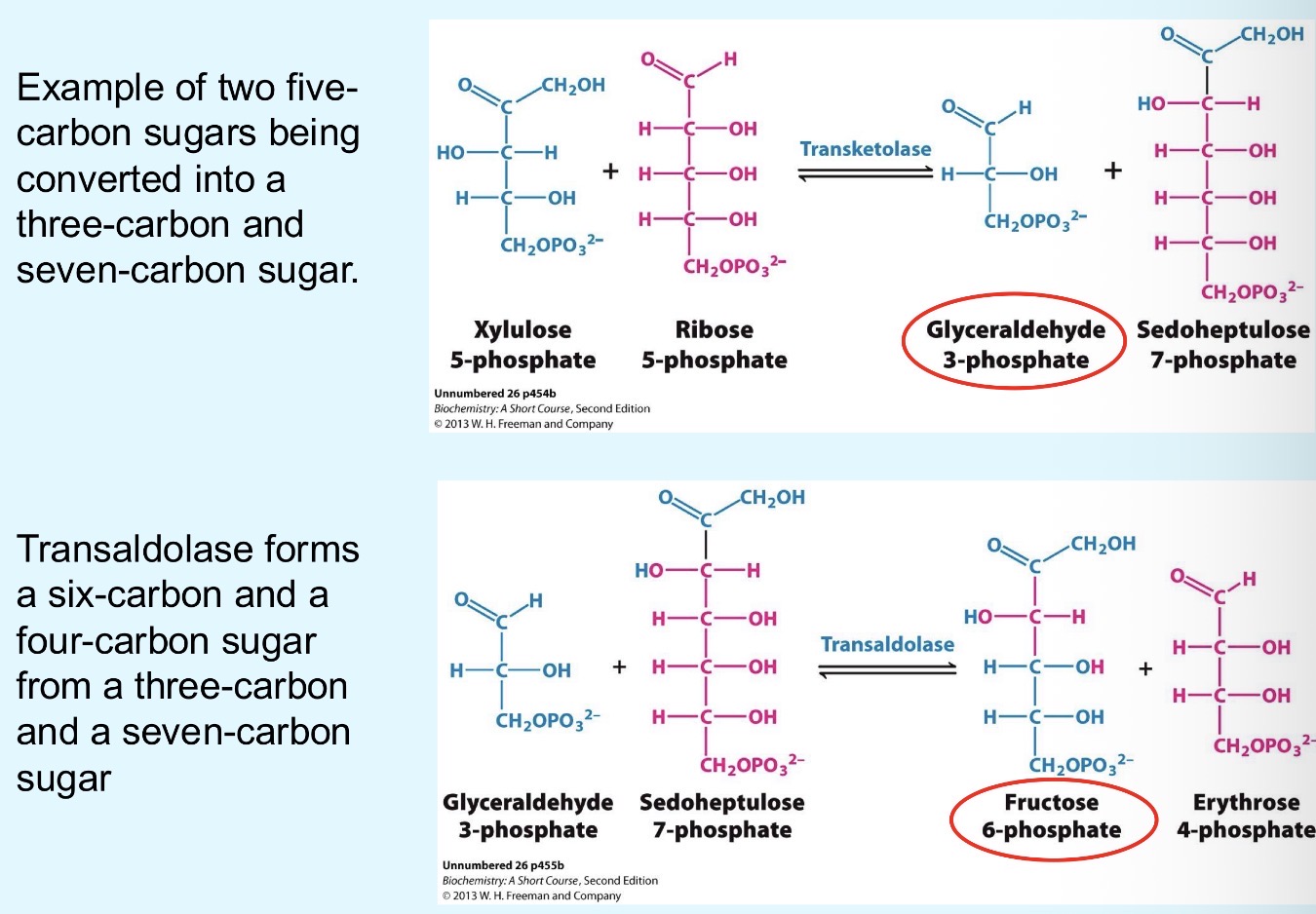 <ul><li><p>Ribose-5-P</p></li><li><p>Glycolysis intermediates: F6P and GAP</p></li></ul><p></p>