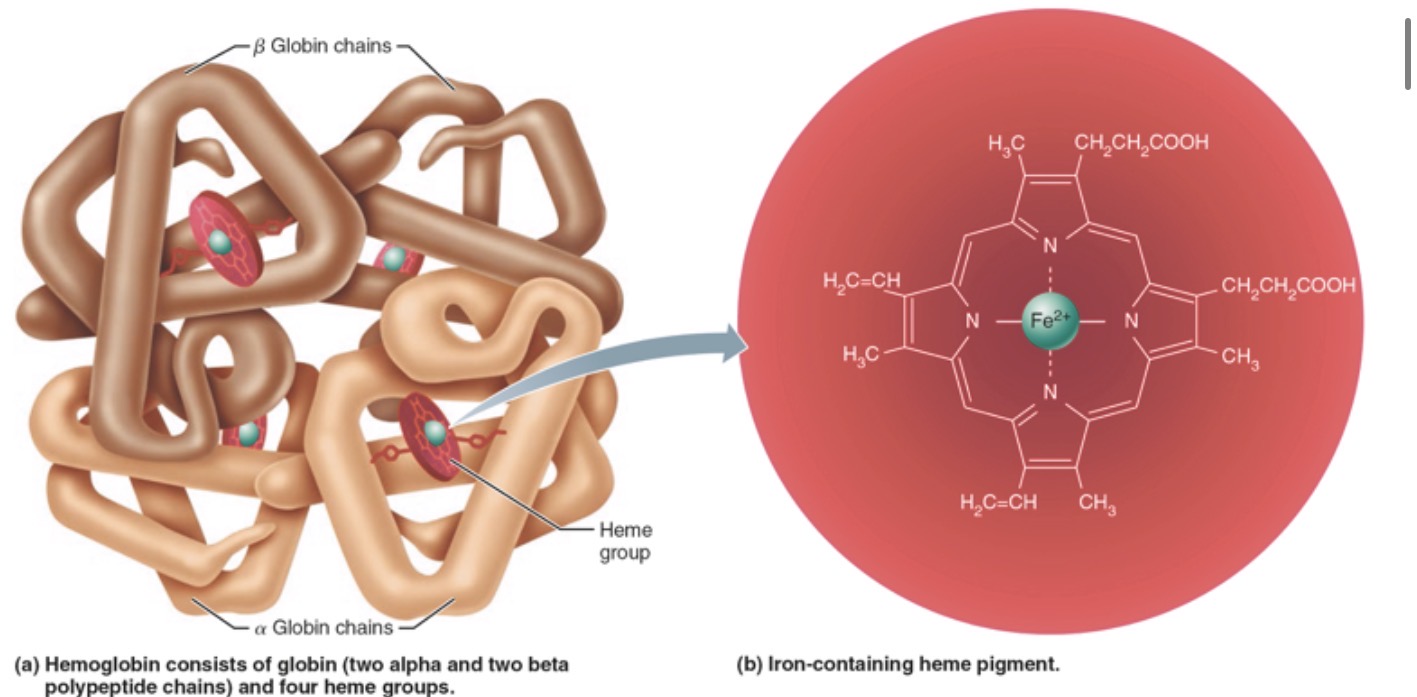 <p>Structure: consists of Globin protien ( 4 polipeptide chains 2 A and 2 B ) and a Red heme group in the center of each polypeptide.</p><p>Function: O2 unloading in lungs ( oxyhemoglobin bright red ), O2 unloading in tissues ( deoxyhemoglobin dark red ), Co2 loading in tissues ( carbaminohemoglobin )</p>