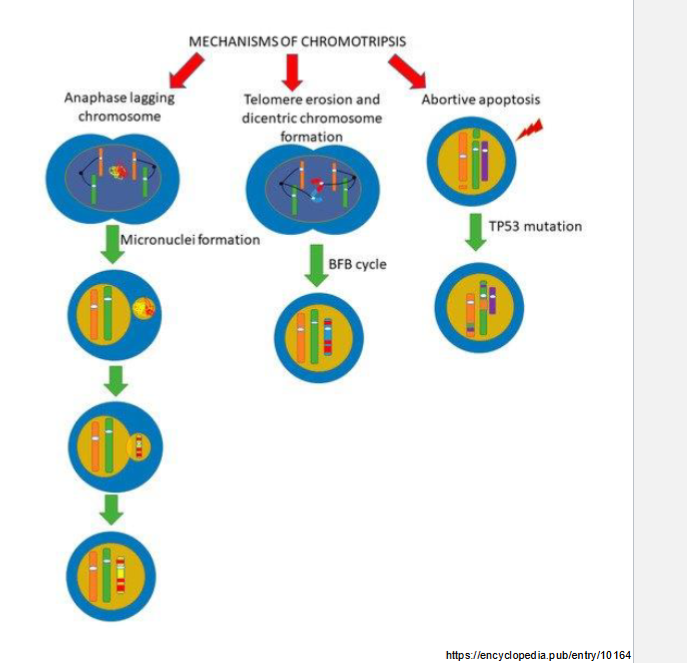 <p>Not fully understood</p><ol><li><p><strong><em><u>micronuclei hypothesis:</u></em></strong> A chromosome or fragment gets trapped outside the nucleus during mitosis → undergoes faulty replication + shatters → reintegrated with errors</p></li><li><p><strong><em><u>Telomere crisis/ dicentric chromosomes:</u></em></strong> breakage-fusion-bridge cycles lead to pulverization</p></li><li><p><strong><em><u>Ionizing radiation:</u></em></strong> Could also cause shattering</p></li></ol><p></p>