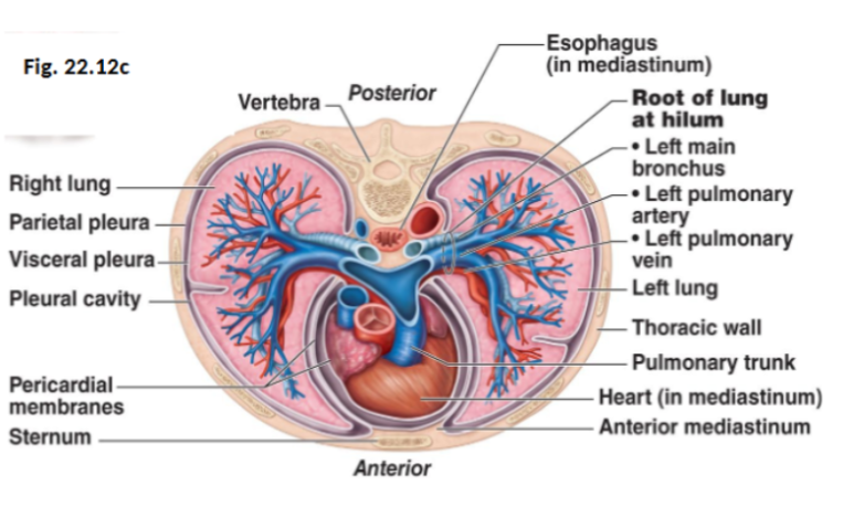 <ul><li><p><span style="background-color: transparent;">The space between the pleural layers</span></p></li><li><p><span style="background-color: transparent;">It’s filled with pleural fluid</span></p></li></ul><p><span style="background-color: transparent;"><u>Functions of pleural fluid include:</u></span></p><ul><li><p><span style="background-color: transparent;">Lubricating lung movement during breathing</span></p></li><li><p><span style="background-color: transparent;">Keeping lungs attached to the thoracic wall via surface tension</span></p></li></ul><p></p>
