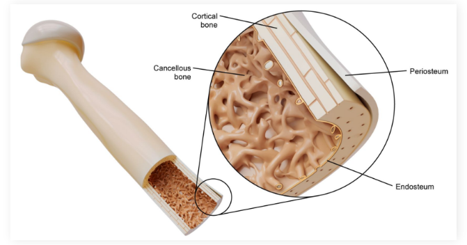 <p>Internal sheath that exists between the cortical and cancellous bone</p>