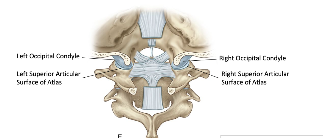 <p>Classification of atlanto-occipital joint</p>