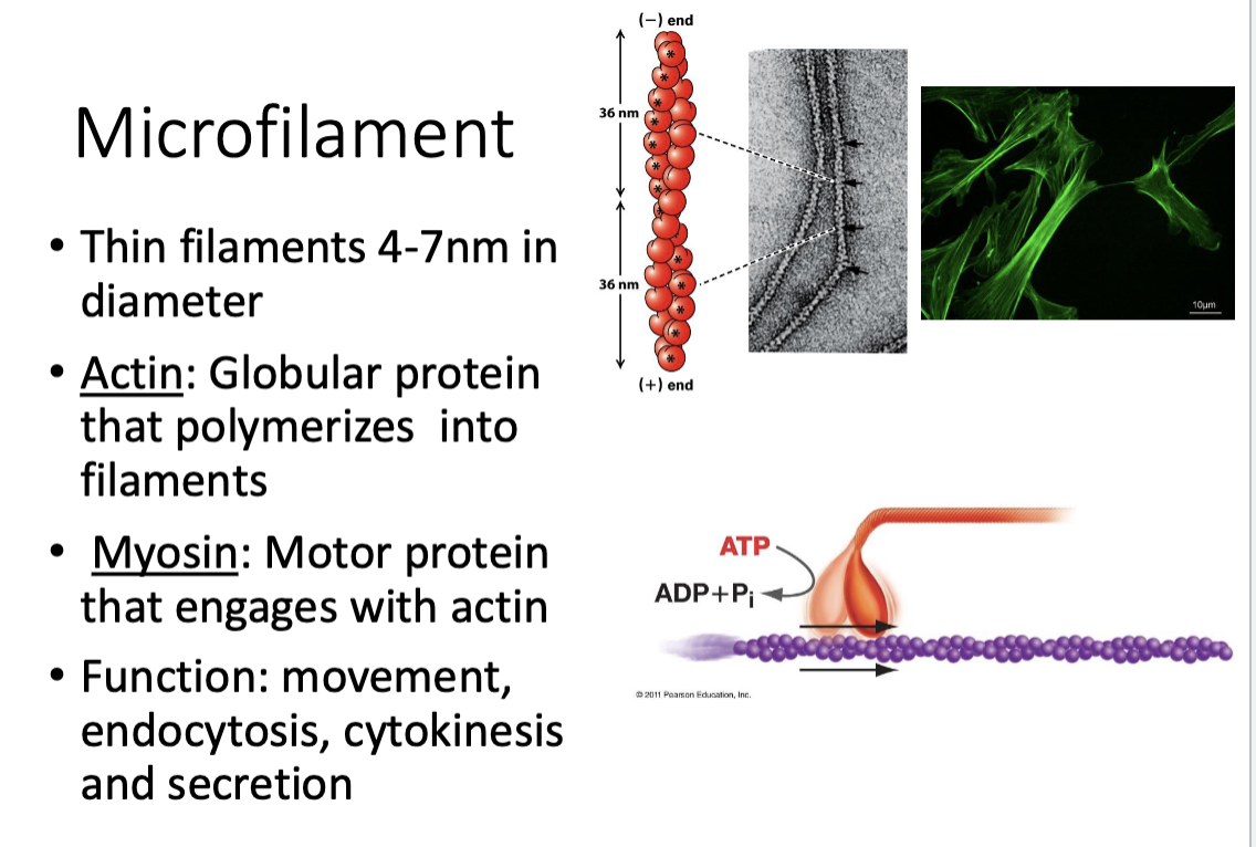 <p>motor protein that engages with actin </p><ul><li><p>think “motor that drives on that road”</p></li></ul><p></p>