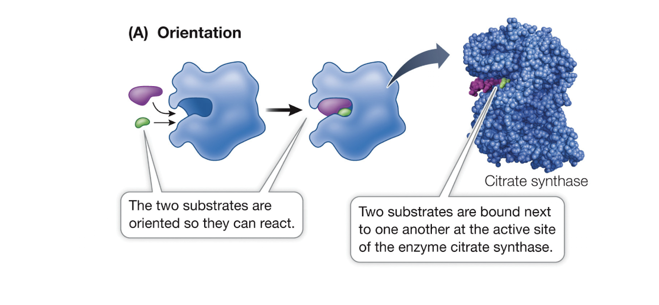 <p>Correct Orientation of Substrates</p>