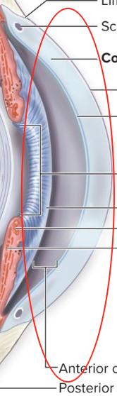 <p>made up of a fibrous tunic</p>