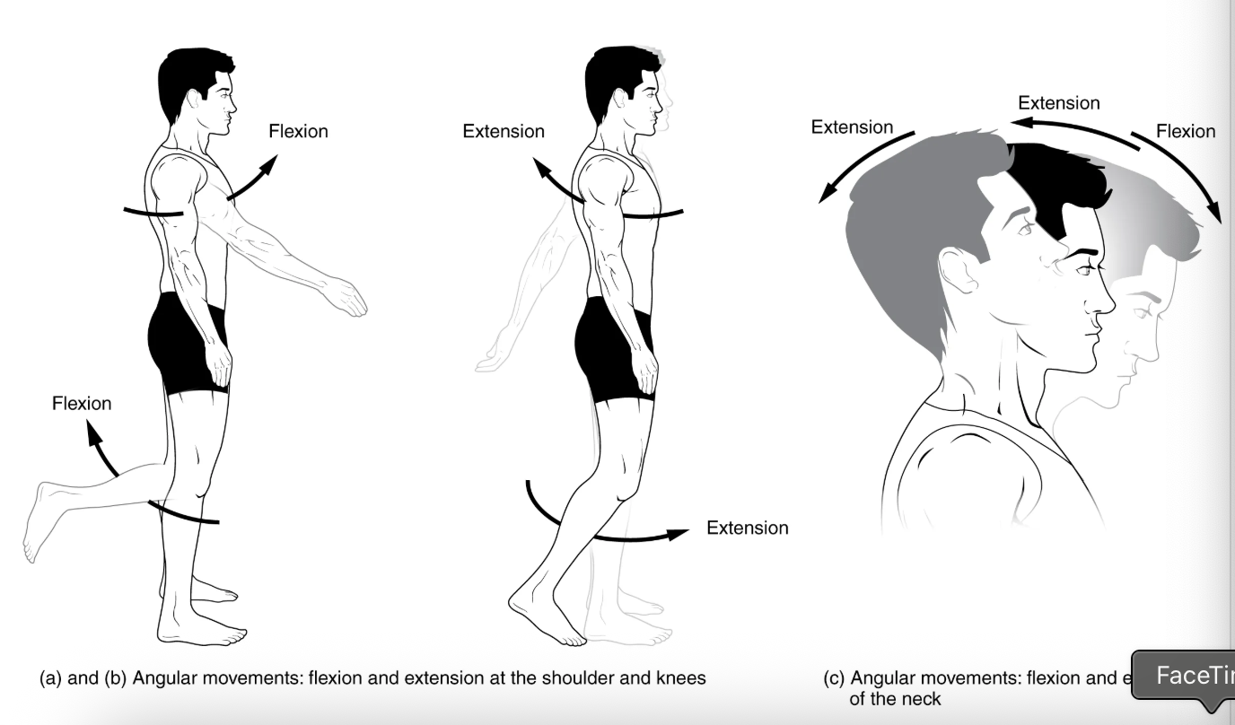 <p>movement in the sagittal plane that increases the angle of a joint (straightens the joint); motion involving posterior bending of the vertebral column or returning to the upright position from a flexed position</p>