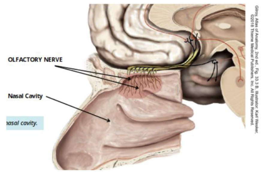 <p>CN I: Olfactory Nerve </p><ul><li><p>sensory: smell </p></li></ul><p></p>