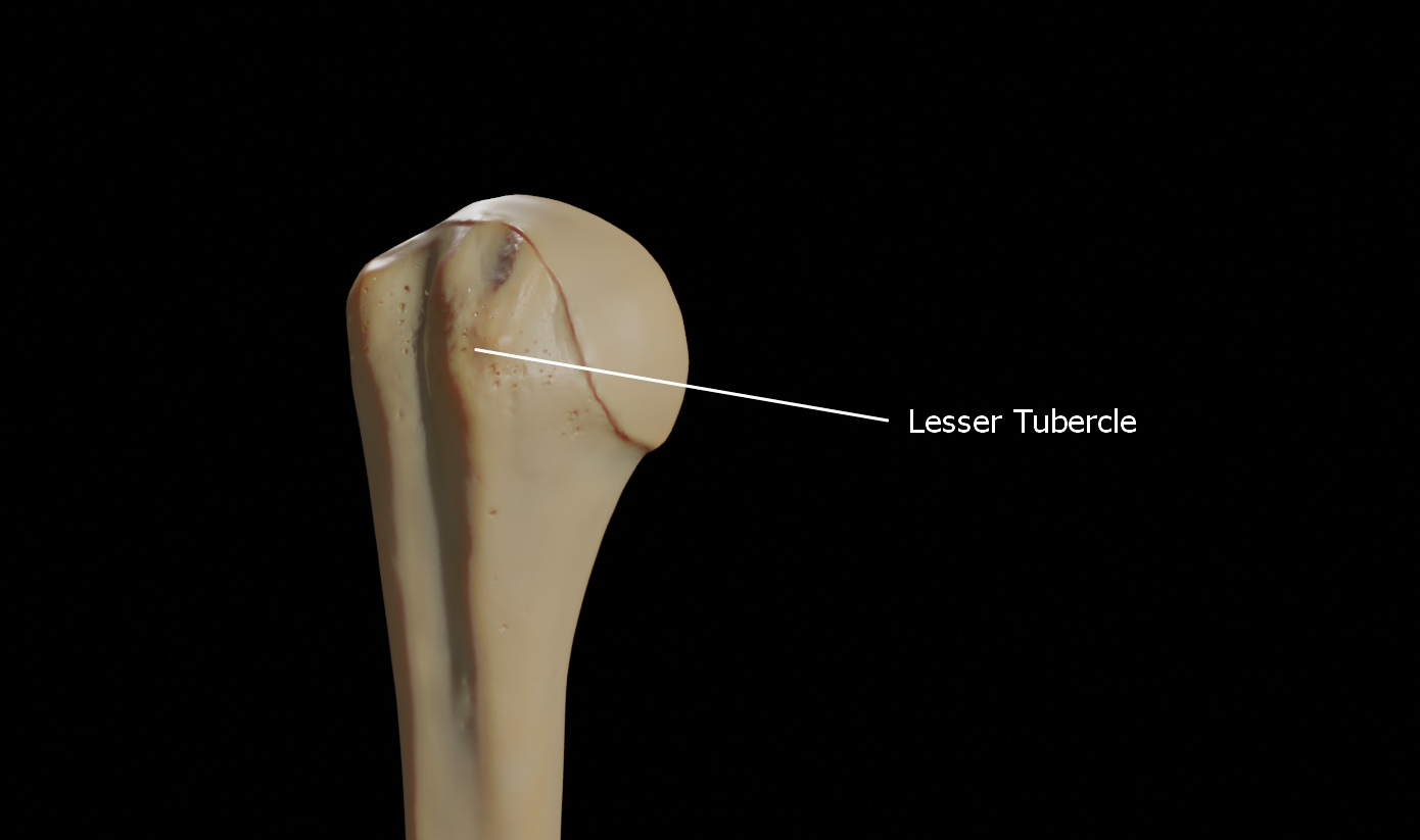 <p>Tubercle</p>