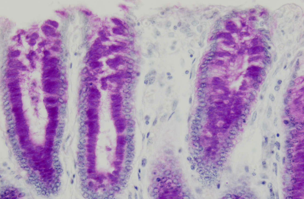 <p>naam structuur</p>