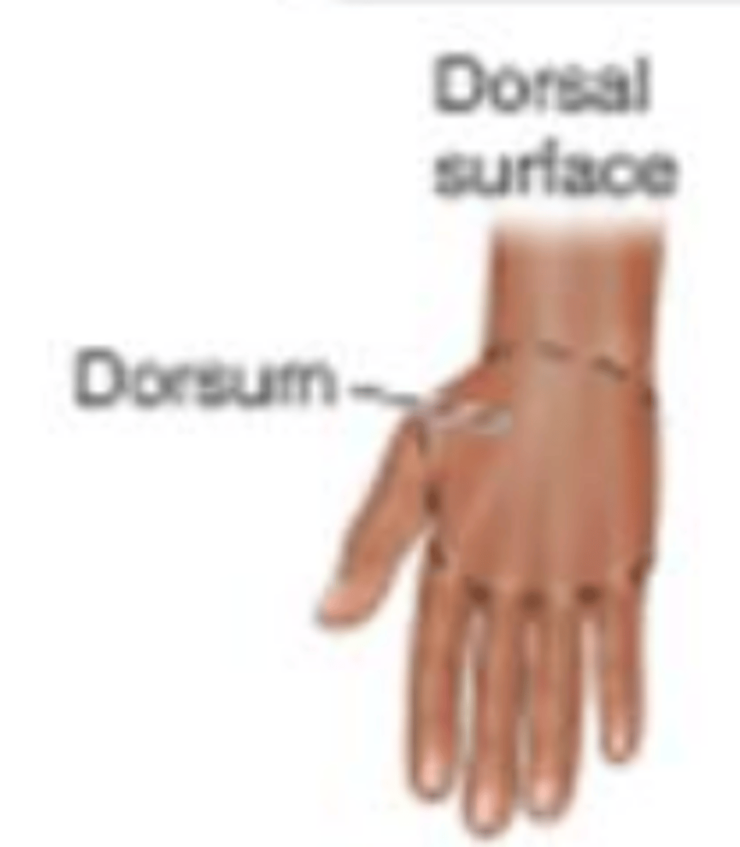 <p>back of hand (Dorsum)</p>