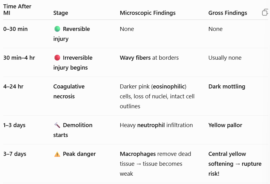 <p><span style="background-color: transparent; font-family: "Times New Roman", serif;"><strong>3–7 days:</strong> <strong>Peak danger.</strong> <strong>Micro:</strong> Macrophages cleaning up debris. <strong>Gross:</strong> Central yellow softening (risk of rupture!).</span></p>