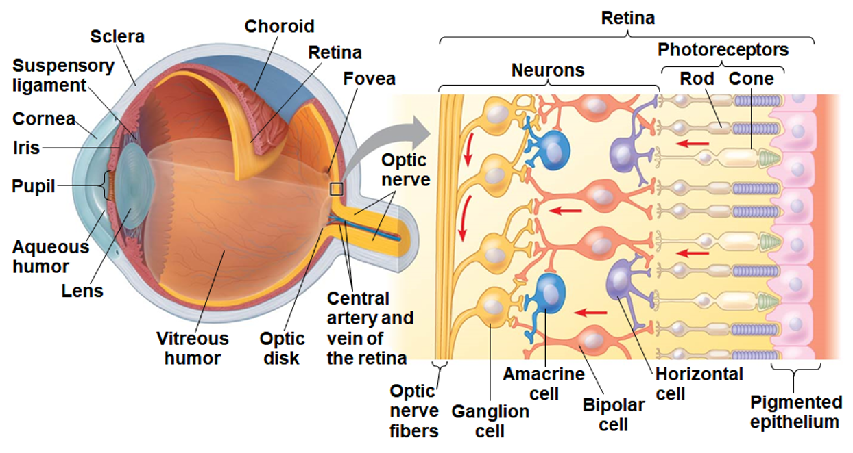 <p>Vertebrate Visual System (6)</p><ul><li><p><span>photoreceptor</span></p></li></ul><p></p>