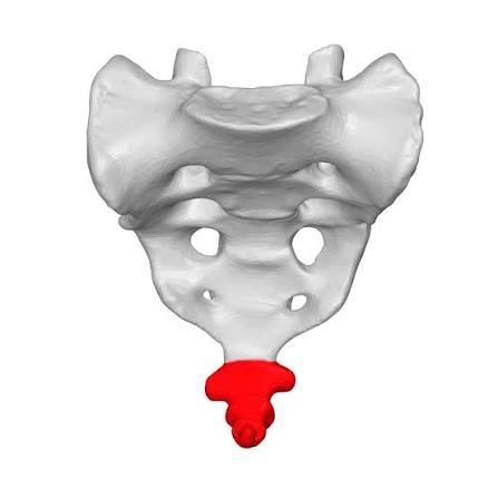 <p>composed of 3-5 fused coccygeal vertebrae</p>