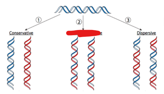 <p>what type of replication yields 2 dna molecules, each with o<strong>ne parental and one newly synthesized strand</strong></p>