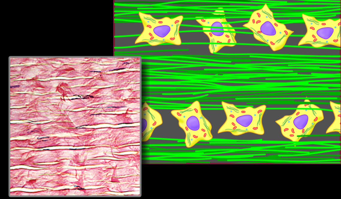 <p>what tissue is this</p>