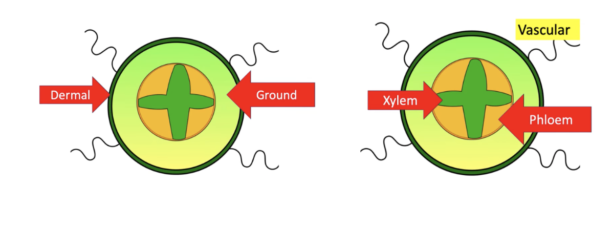 <p><span style="background-color: transparent;">Dicot root’s vascular tissue is not arranged in bundles. It has a star like xylem with the phloem in between. </span></p><p><span style="background-color: transparent;">With root hairs to absorb water.</span></p>