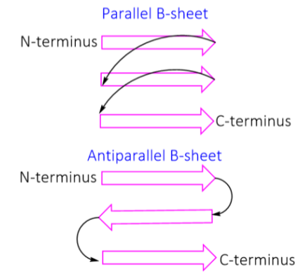 <p>Parallel and anti-parallel.  </p><p>Significantly, parallel sheets have longer linking sequences that lack secondary structure, and antiparallel sheets have short β-turns connecting individual strands.</p>