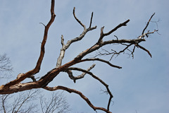 <p>cành cây</p>