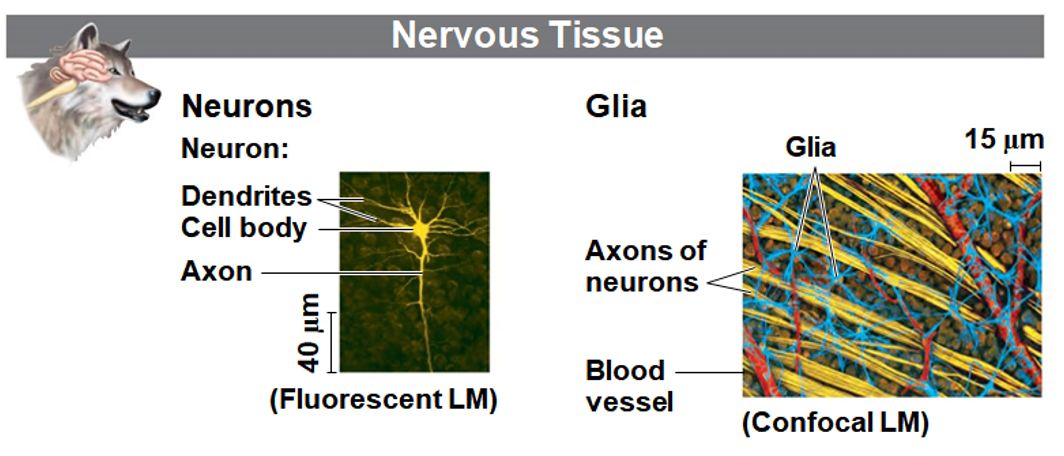 <p>Nervous Tissue</p>