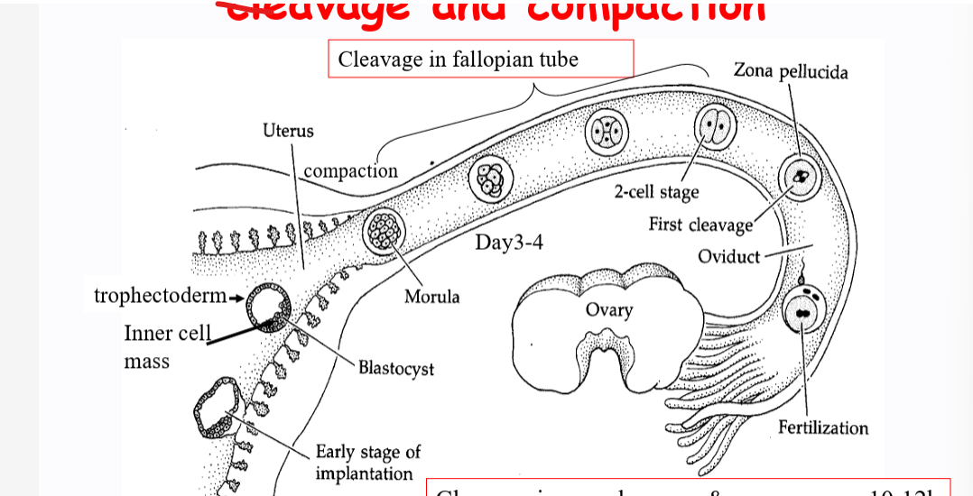 <ul><li><p>cleavage - zygote undergoes mitotic divisions in the zona pellucida</p><ul><li><p>fallopian tube</p></li><li><p>asynchronous and occurs eery 10-12 hours from 2 cell</p></li></ul></li><li><p>compaction - cells increase cell to cell adhesion</p><ul><li><p>forms a morula</p></li></ul></li><li><p>no net growth during pre implantation period</p></li></ul><p></p>