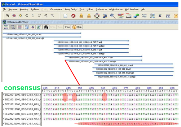 <ul><li><p>You go from multiple alignments of sequence reads to assembly of a contiguous DNA sequence (contig)</p></li><li><p>During this step ambiguities will be resolved and we will reach a sequence consesnus</p><ul><li><p>N spots will be solved by comparing all the data → if you have 3 Gs and 2 Ts, you will decide N is G</p></li><li><p>Take into account quality scores</p></li></ul></li></ul><p></p>