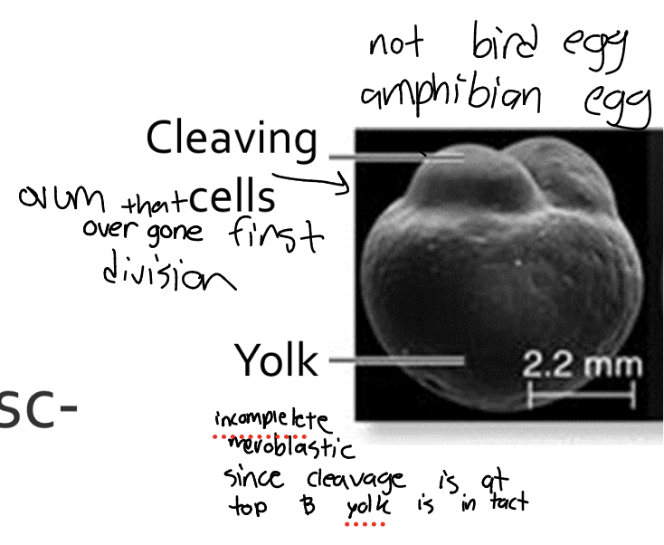 <p>Cleavage plane is Incomplete; yolk remains intact</p>