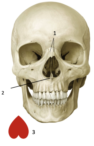 <p>Identify the structure at #3</p>