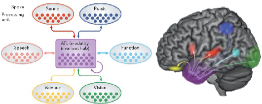 <p><span style="background-color: inherit; line-height: 21.85px; color: windowtext;">Brain's ability to acquire knowledge across a lifetime, store meanings of words/objects/people/events, generalise that knowledge to new situations, flexibly use meaning to guide (non)verbal behaviour</span><span style="line-height: 21.85px; color: windowtext;"> </span></p><ul><li><p>Divergence or pattern completion</p></li><li><p>Hub + spokes → <span style="background-color: inherit;">hub in anterior temporal lobes</span></p></li></ul><p></p>