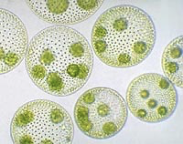 <p>Type of <span>Viridiplantae</span></p><p><span style="font-family: "Comic Sans MS";">-displays the most primitive form of cell specialization, or <u>division of labor:</u></span></p><p style="text-align: left;"></p><p style="text-align: left;"><span style="font-family: "Comic Sans MS";">-most cells have two flagella to propel the colony</span></p><p style="text-align: left;"><span style="font-family: "Comic Sans MS";">-some have larger <u>stigmata</u> to detect light</span></p><p style="text-align: left;"><span style="font-family: "Comic Sans MS";">-some form gametes, for sexual reproduction</span></p>