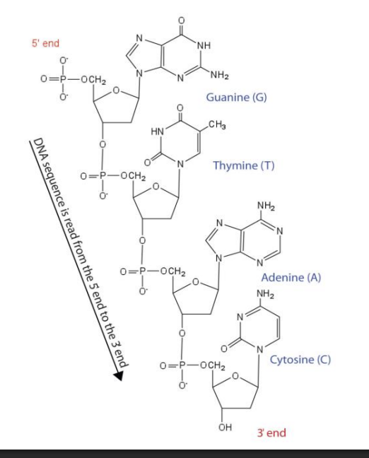 <p>What is the 5’ to 3’ end concept of Nucleic Acid formation </p>