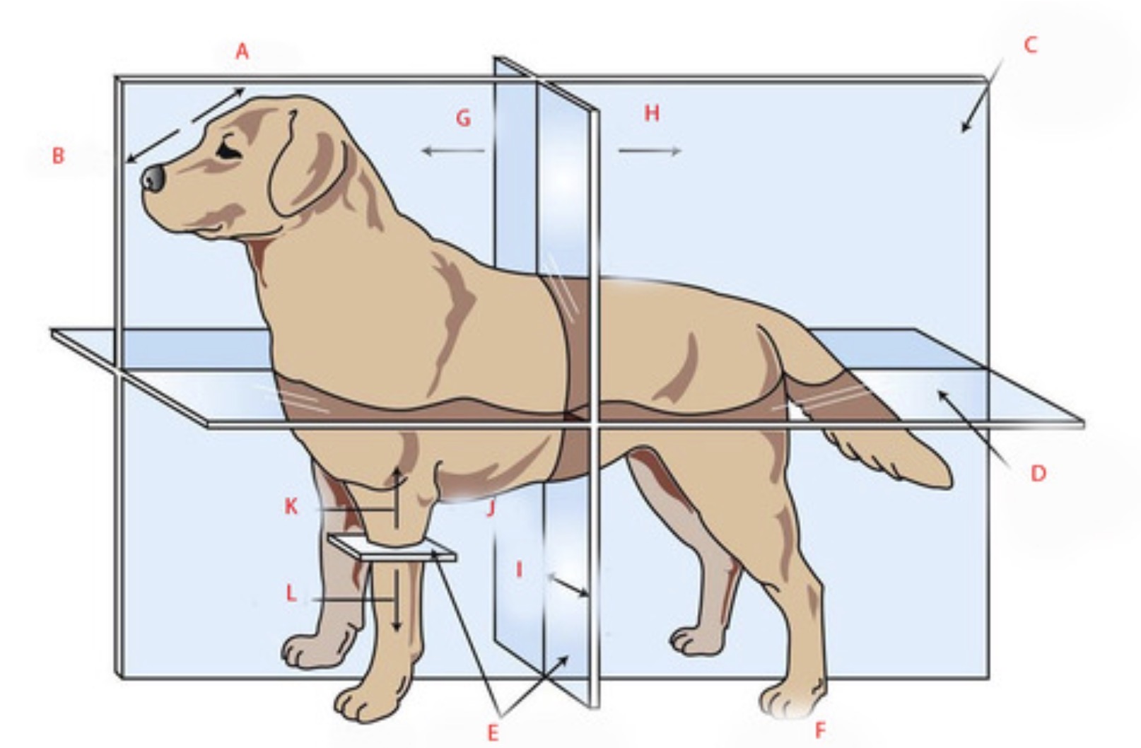 <p> What is a frontal plane and which one is a frontal plane?</p>