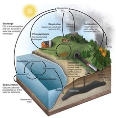 <p>The movement of carbon around the biosphere.</p>