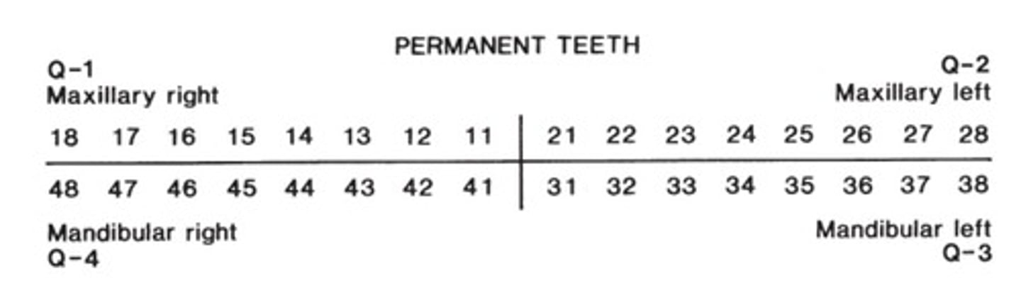 <p>1st #: UR=1, UL=2, LL=3, LR=4</p><p>2nd #: 1 (central incisors)- 8 (third molars)</p>