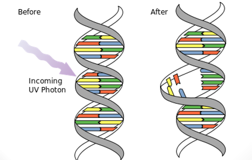 <p><strong>spontaneous </strong>→ DNA polymerase <strong>incorrectly pairing </strong>nucleotides</p><p>induced by a <strong>mutagen</strong></p>