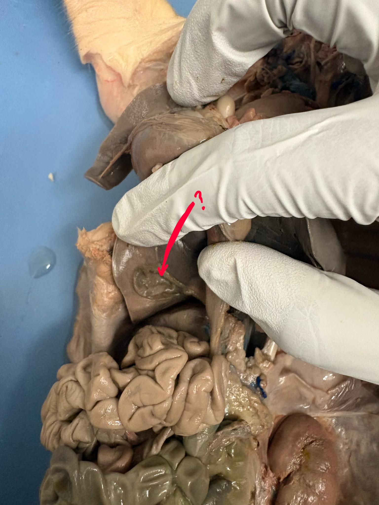 <p>What is the red line pointing to? What is the purpose?</p>