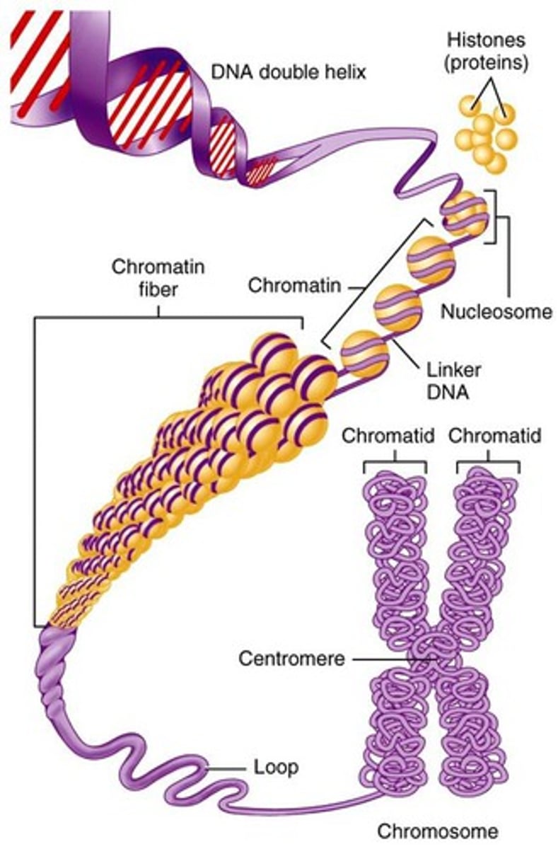 <p>DNA double helix tightly around histones to form nucleosomes, which form beads on a string DNA. nucleosomes tightly packed into solenoid structures forming 30nm fibres. these fibres compacted into several hierarchical loops to form highly condensed structures which are the chromosomes visible under light microscopes in the nucleus during cell division.</p>