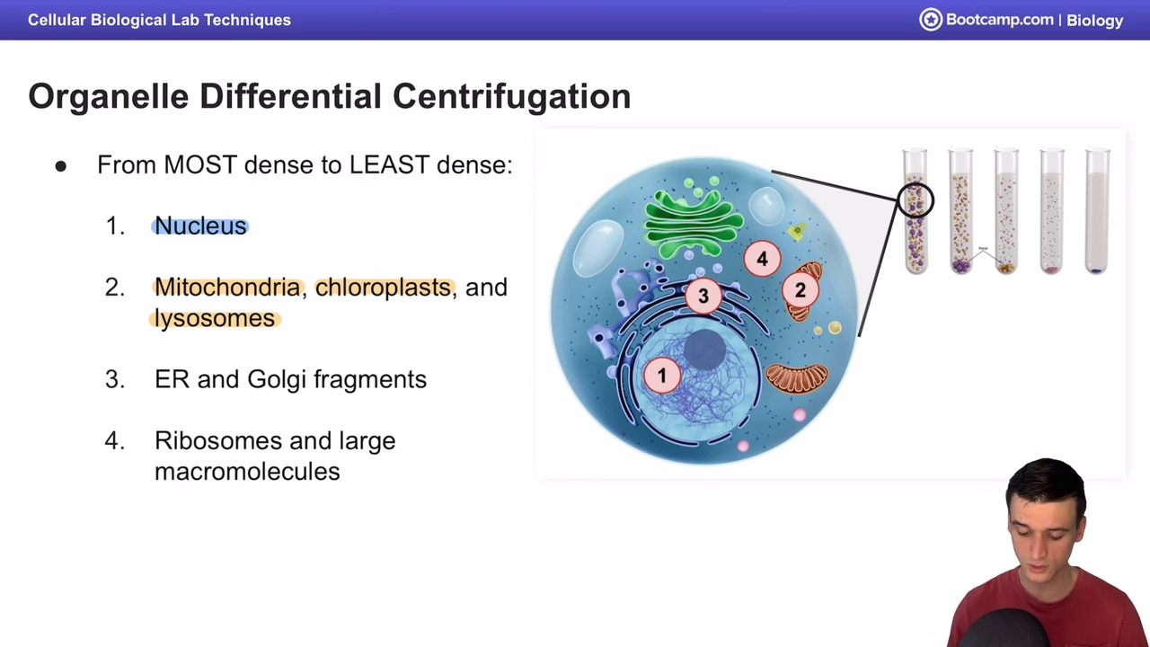 <ol><li><p>nucleus</p></li><li><p>mitochondria, chloroplasts, and lysosomes </p></li><li><p>Er and golgi fragments </p></li><li><p>ribosomes and large macromolecules </p></li></ol><p></p>