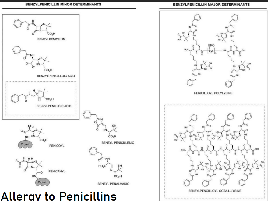 <p>They resemble the structure of peptides; these penicillins are amino acid derivative products. The enzyme involved in their synthesis is that they are produced by non-ribosomal peptide synthetases.</p><p></p><p>Because of their resemblance, there is a higher chance that they can be immunogenic.</p>