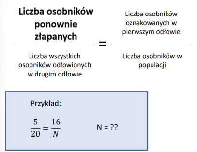 <ul><li><p>metoda oceny zagęszczenia bezwzględnego</p></li><li><p>(CMR – capture – mark – recapture)</p></li></ul><p></p><p>Etapy oceny:</p><p>• Pierwszy odłów: odłów, oznakowanie i wypuszczenie osobników;</p><p>• Drugi odłów: odłów i sprawdzenie ile wśród odłowionych osobników jest osobników oznakowanych w pierwszym odłowie.</p><p>Warunek: populacja zamknięta – brak imigracji i emigracji.</p><p></p>