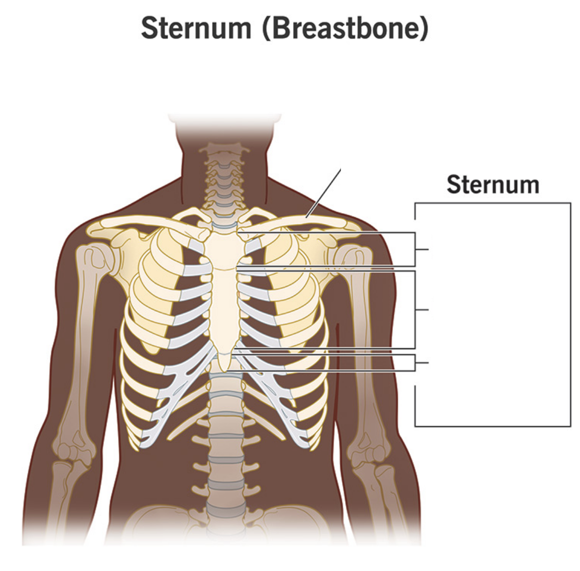 <p>what are parts of sternum </p>