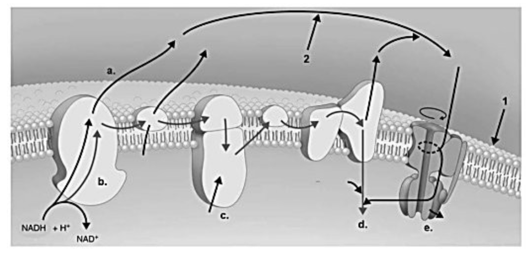 <p>What is the most acidic place in the figure?</p>