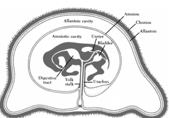 <ul><li><p><span style="background-color: transparent; font-family: "Times New Roman", serif;">The equine conceptus is highly unusual in that it does not form a blood connection with the mare until around 40 days of pregnancy, &amp; takes until day ~150 to complete</span></p></li><li><p><span style="background-color: transparent; font-family: "Times New Roman", serif;">Placental attachment to the uterine wall is&nbsp;</span></p><ul><li><p><span style="background-color: transparent; font-family: "Times New Roman", serif;">Epitheliochorial: The chorion portion of the fetal membranes is in contact with the mare’s uterine lining</span></p></li><li><p><span style="background-color: transparent; font-family: "Times New Roman", serif;">Diffuse: The chorion has contact with the uterine lining all over, not only in specific locations</span></p></li></ul></li><li><p><span style="background-color: transparent; font-family: "Times New Roman", serif;">3 membranes: amnion, allantois, chorion</span></p></li></ul><p></p>